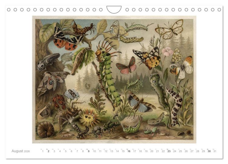 Produktbild: Farbenpr&auml;chtige Fauna. Fische, V&ouml;gel, Schmetterlinge in Grafiken des 19 Jahrhunderts (Wandkalender 2026 DIN A4 quer), CALVENDO Monatskalender