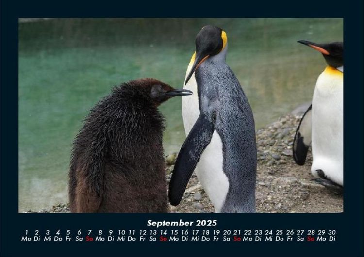 Produktbild: Pinguine & Eisb&auml;ren 2025 Fotokalender DIN A4