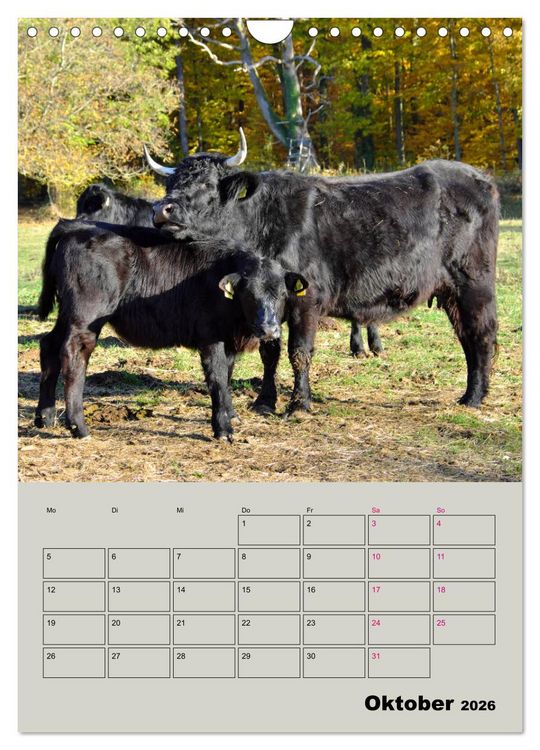 Produktbild: Kuhportraits Hornk&uuml;he (Wandkalender 2026 DIN A4 hoch), CALVENDO Monatskalender