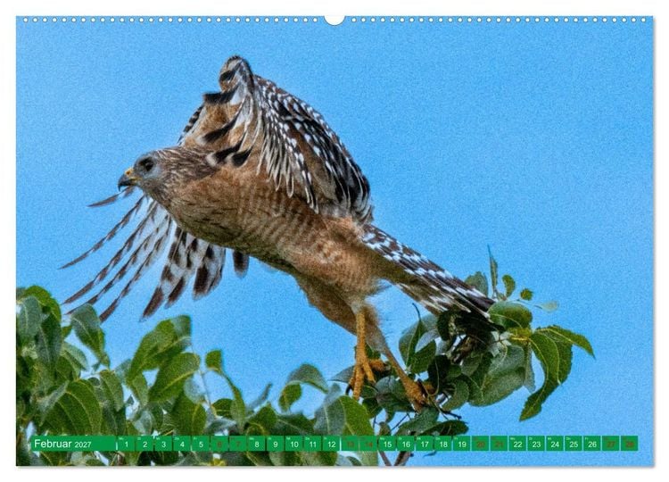 Produktbild: Greifv&ouml;gel - wild und sch&ouml;n (Wandkalender 2027 DIN A2 quer), CALVENDO Monatskalender