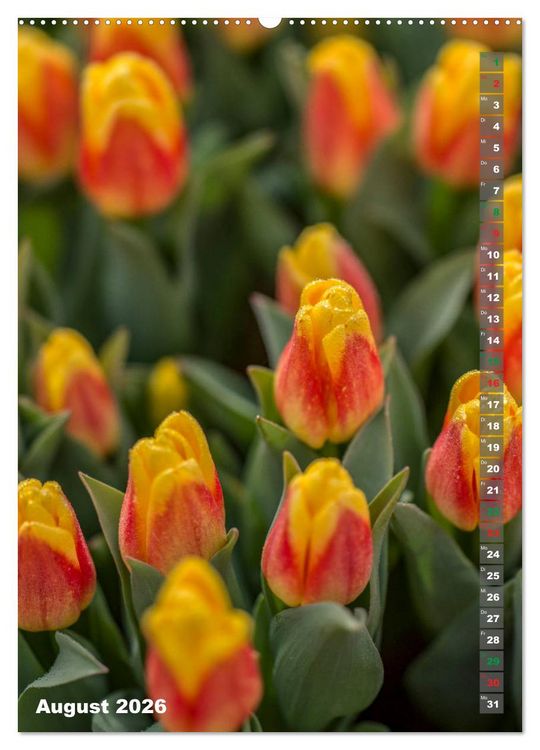 Produktbild: Tulpen - die Fr&uuml;hlingsblume (Wandkalender 2026 DIN A2 hoch), CALVENDO Monatskalender