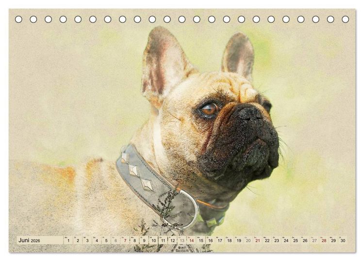 Produktbild: Franz&ouml;sische Bulldoggen 2026 (Tischkalender 2026 DIN A5 quer), CALVENDO Monatskalender