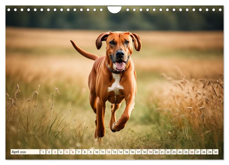 Produktbild: Rhodesian Ridgeback - Athlet mit R&uuml;ckenkamm (Wandkalender 2026 DIN A4 quer), CALVENDO Monatskalender