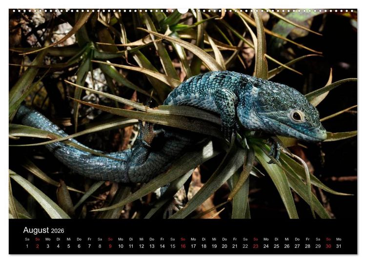 Produktbild: REPTILIEN (hochwertiger Premium Wandkalender 2026 DIN A2 quer), Kunstdruck in Hochglanz