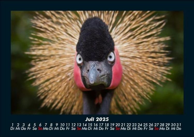 Produktbild: Welt der V&ouml;gel 2025 Fotokalender DIN A5