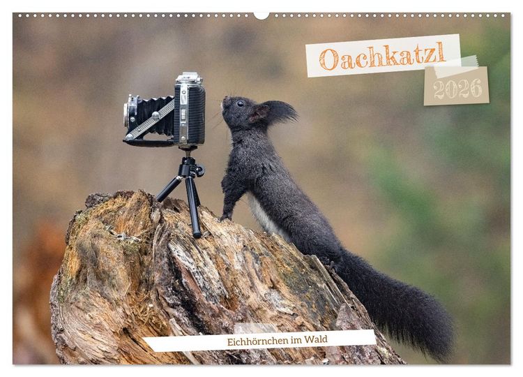 Produktbild: Oachkatzl (Wandkalender 2026 DIN A2 quer), CALVENDO Monatskalender
