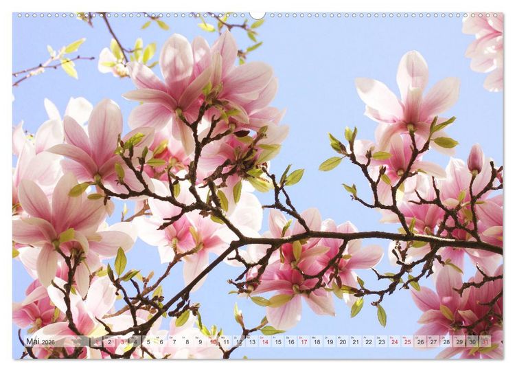 Produktbild: Magnolien Ein Bl&uuml;tenrausch (hochwertiger Premium Wandkalender 2026 DIN A2 quer), Kunstdruck in Hochglanz
