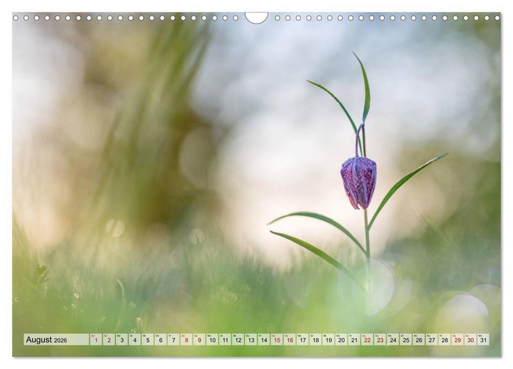 Produktbild: M&auml;rchenwelt der Wildblumen (Wandkalender 2026 DIN A3 quer), CALVENDO Monatskalender
