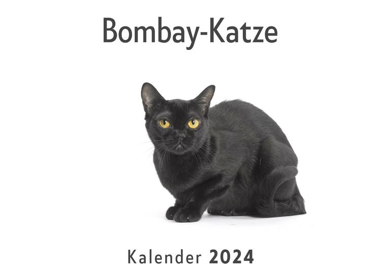 Produktbild: Bombay-Katze (Wandkalender 2024, Kalender DIN A4 quer, Monatskalender im Querformat mit Kalendarium, Das perfekte Geschenk)