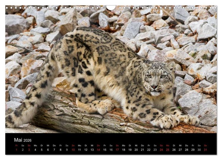 Produktbild: Schneeleoparden (Wandkalender 2026 DIN A3 quer), CALVENDO Monatskalender
