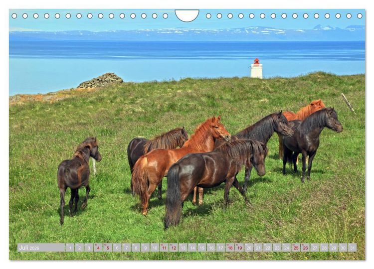 Produktbild: Islandpferde - Die tierischen Stars der Insel (Wandkalender 2026 DIN A4 quer), CALVENDO Monatskalender