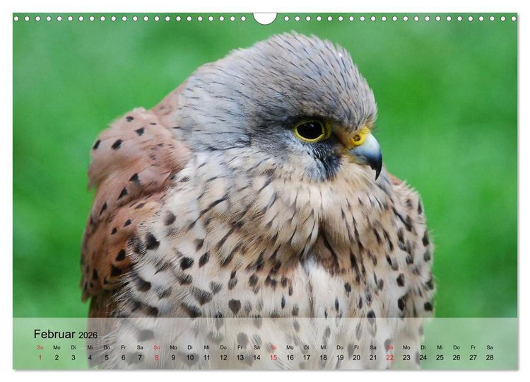 Produktbild: Falken und Greifv&ouml;gel. Edle J&auml;ger (Wandkalender 2026 DIN A3 quer), CALVENDO Monatskalender