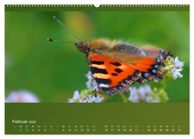 Produktbild: Falter, K&auml;fer und Co.faszinierend, doch extrem gef&auml;hrdet (Wandkalender 2026 DIN A2 quer), CALVENDO Monatskalender