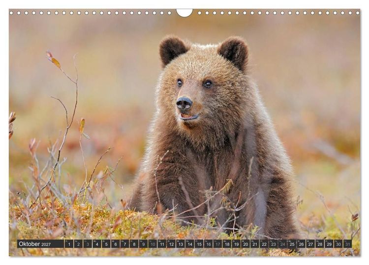 Produktbild: Magie des Augenblicks - B&auml;ren in nordischen W&auml;ldern (Wandkalender 2027 DIN A3 quer), CALVENDO Monatskalender