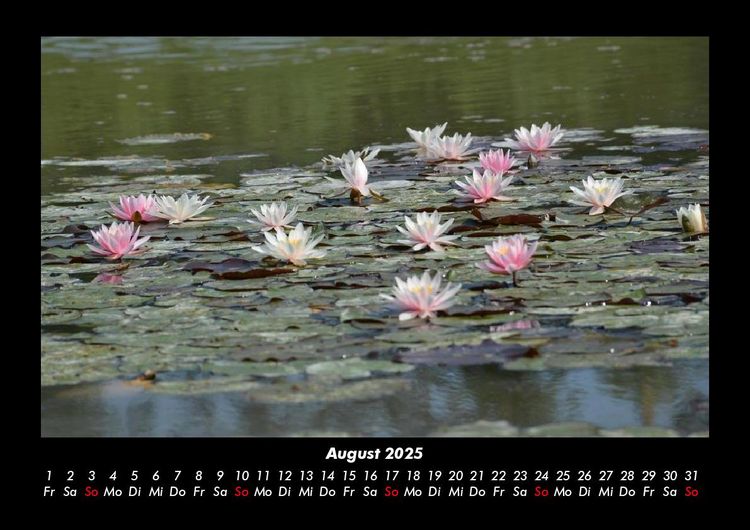 Produktbild: Rosen-Kalender 2025 Fotokalender DIN A3