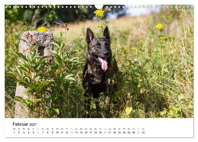 Produktbild: ausdrucksvolle Holl&auml;ndische Sch&auml;ferhunde (Wandkalender 2027 DIN A3 quer), CALVENDO Monatskalender