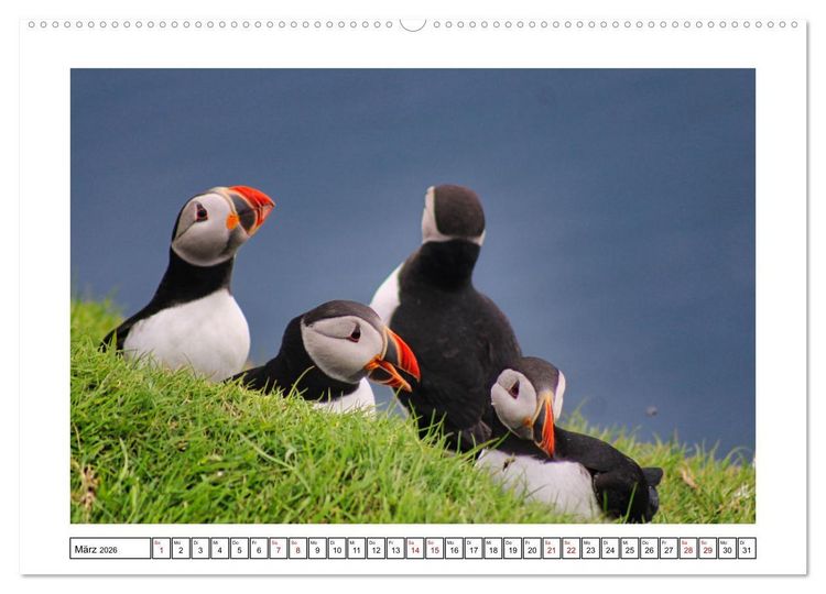 Produktbild: Papageientaucher 2026 - Magische V&ouml;gel des Nordmeers (Wandkalender 2026 DIN A2 quer), CALVENDO Monatskalender