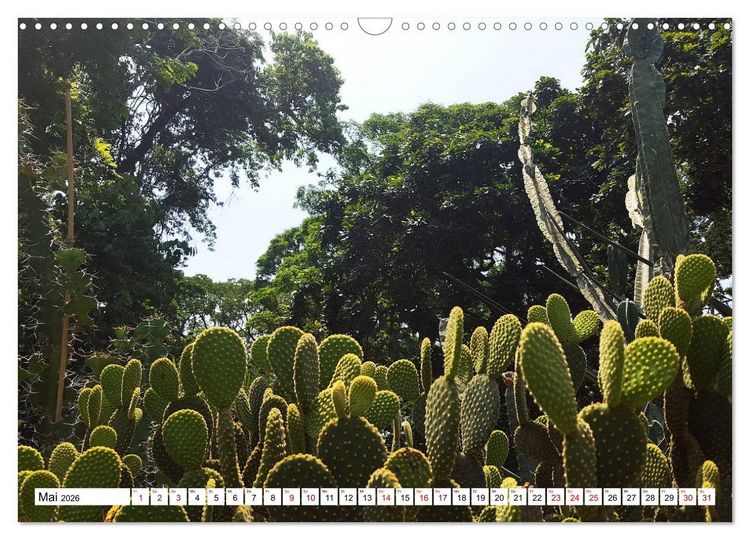 Produktbild: Buntes Brasilien (Wandkalender 2026 DIN A3 quer), CALVENDO Monatskalender