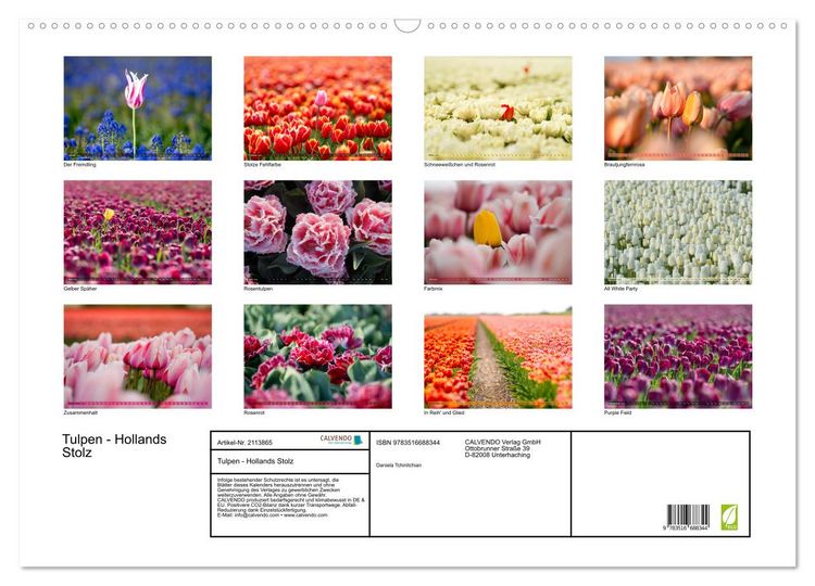 Produktbild: Tulpen - Hollands Stolz (Wandkalender 2026 DIN A2 quer), CALVENDO Monatskalender