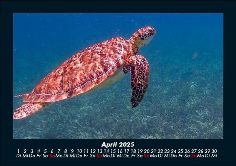 Produktbild: Schildkr&ouml;tenzauber 2025 Fotokalender DIN A5