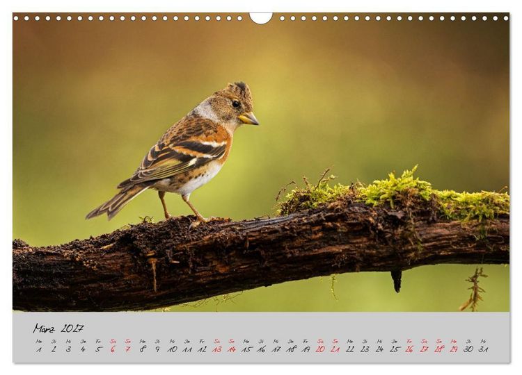 Produktbild: Bunte V&ouml;gel am Futterplatz (Wandkalender 2027 DIN A3 quer), CALVENDO Monatskalender