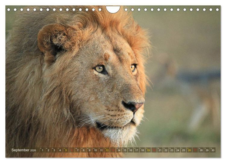 Produktbild: L&ouml;wen und Leoparden - Begegnungen in Afrika (Wandkalender 2026 DIN A4 quer), CALVENDO Monatskalender