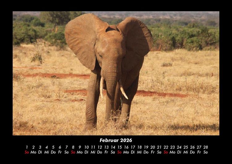 Produktbild: Der Elefantenkalender 2026 Fotokalender DIN A3