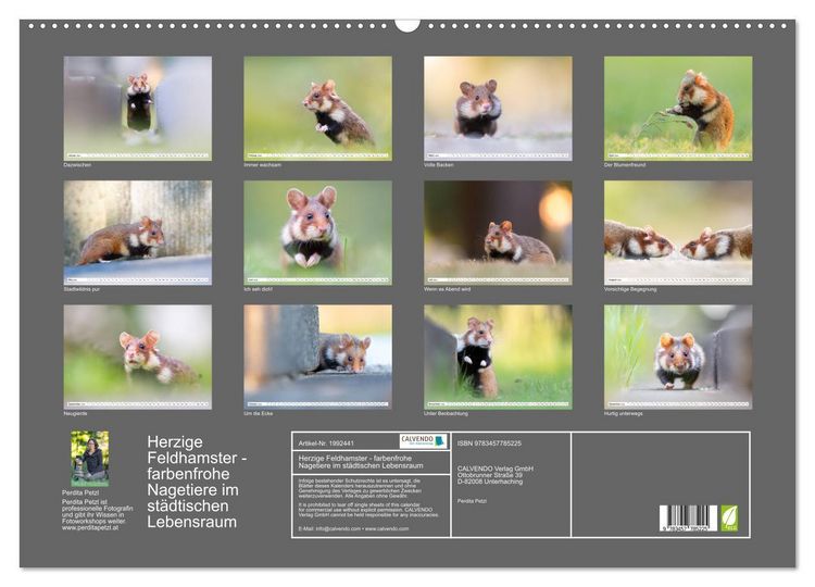 Produktbild: Herzige Feldhamster - farbenfrohe Nagetiere im st&auml;dtischen Lebensraum (Wandkalender 2026 DIN A2 quer), CALVENDO Monatskalender
