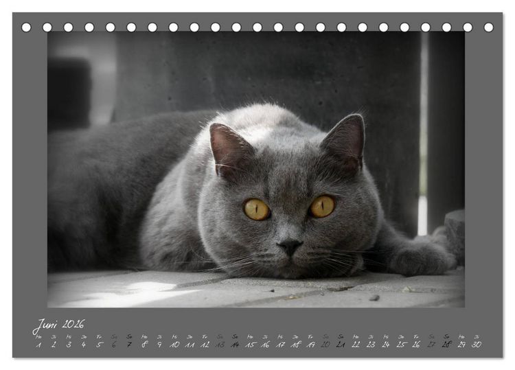 Produktbild: GRAUE ENGEL Britischkurzhaar-Katzen (Tischkalender 2026 DIN A5 quer), CALVENDO Monatskalender