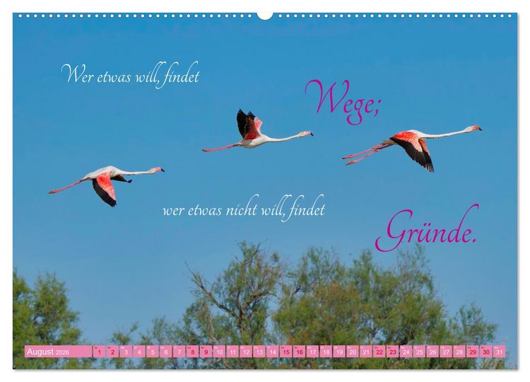 Produktbild: The Power Of Pink (hochwertiger Premium Wandkalender 2026 DIN A2 quer), Kunstdruck in Hochglanz