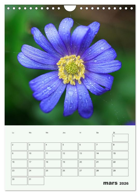 Produktbild: Les fleurs, &eacute;ternelles &eacute;phem&egrave;res (Calendrier mural 2026 DIN A4 horizontal), CALVENDO calendrier mensuel