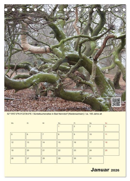 Produktbild: Uralt - Mit QR-Code und GPS zu alten B&auml;umen (Tischkalender 2026 DIN A5 hoch), CALVENDO Monatskalender