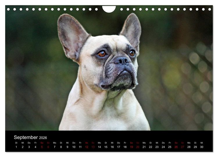 Produktbild: Franz&ouml;sische Bulldoggen - Schutzengel auf 4 Pfoten (Wandkalender 2026 DIN A4 quer), CALVENDO Monatskalender