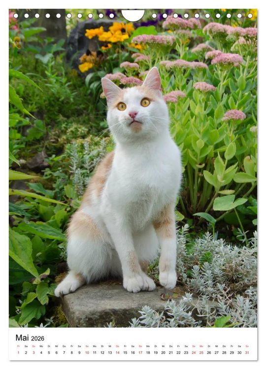 Produktbild: COUNTRY CATS (Wandkalender 2026 DIN A4 hoch), CALVENDO Monatskalender