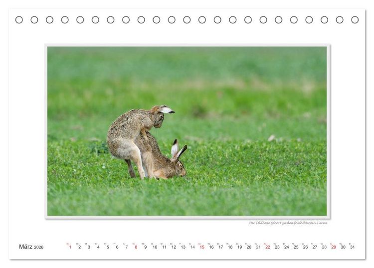 Produktbild: Emotionale Momente: Tierischer Sex. (Tischkalender 2026 DIN A5 quer), CALVENDO Monatskalender