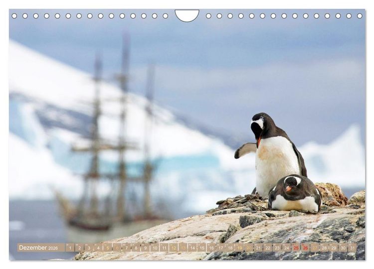 Produktbild: Pinguine: Gehupft wie gesprungen (Wandkalender 2026 DIN A4 quer), CALVENDO Monatskalender