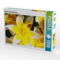 Produktbild: CALVENDO Puzzle Tulipa tarda mit Marienk&auml;fer | 1000 Teile Lege-Gr&ouml;&szlig;e 64x48cm Foto-Puzzle f&uuml;r gl&uuml;ckliche Stunden