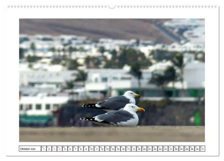 Produktbild: Lanzarote - Playa Blanca (Wandkalender 2026 DIN A2 quer), CALVENDO Monatskalender