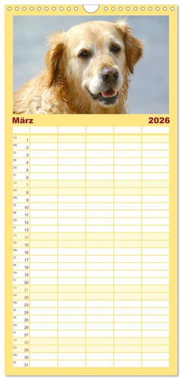 Produktbild: Familienplaner 2026 - Golden Retriever Power mit 5 Spalten (Wandkalender, 21 x 45 cm) CALVENDO