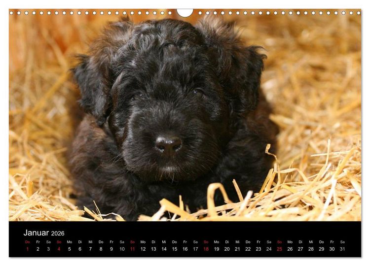 Produktbild: Bouvier des Flandres (Wandkalender 2026 DIN A3 quer), CALVENDO Monatskalender