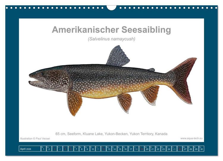 Produktbild: Fisch als Kunst 2026: Amerikanische Saiblinge (Wandkalender 2026 DIN A3 quer), CALVENDO Monatskalender