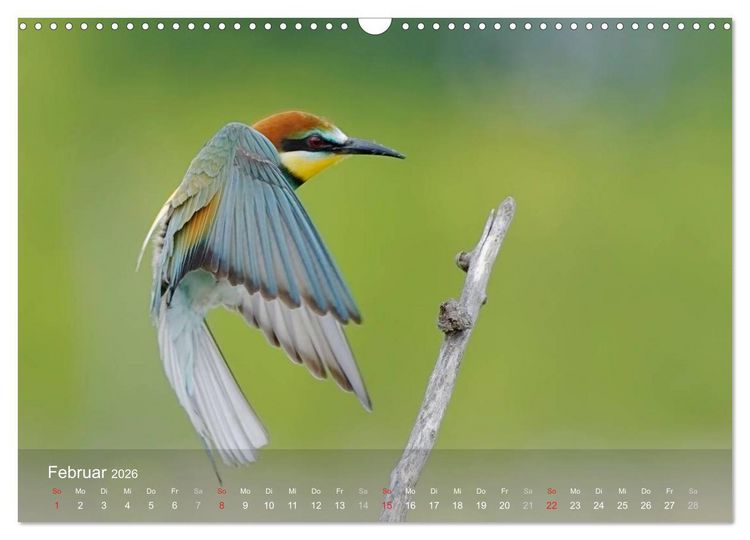 Produktbild: Europ&auml;ische Bienenfresser (Wandkalender 2026 DIN A3 quer), CALVENDO Monatskalender