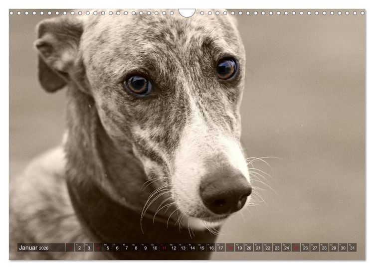 Produktbild: Galgo eye-catcher (Wandkalender 2026 DIN A3 quer), CALVENDO Monatskalender