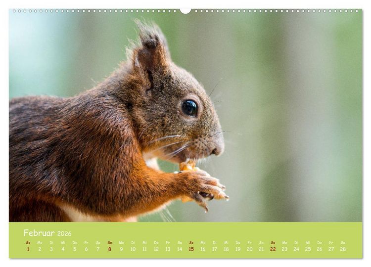 Produktbild: Eichh&ouml;rnchen - die s&uuml;&szlig;en Nussknacker (hochwertiger Premium Wandkalender 2026 DIN A2 quer), Kunstdruck in Hochglanz