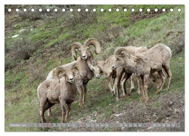Produktbild: B&auml;r, Wolf und Co - Tiere Nordamerikas (Tischkalender 2026 DIN A5 quer), CALVENDO Monatskalender