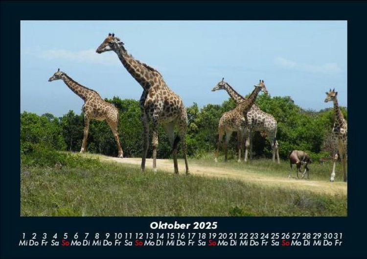 Produktbild: Giraffen 2025 Fotokalender DIN A5