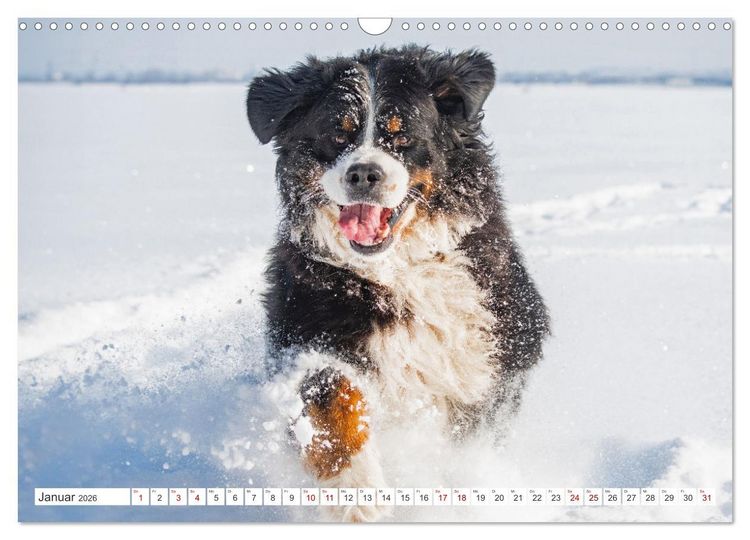 Produktbild: Berner Sennenhund - Der beste Freund f&uuml;rs Leben (Wandkalender 2026 DIN A3 quer), CALVENDO Monatskalender