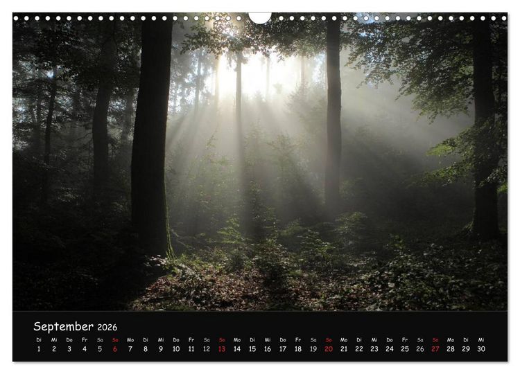 Produktbild: Lichter im Wald (Wandkalender 2026 DIN A3 quer), CALVENDO Monatskalender