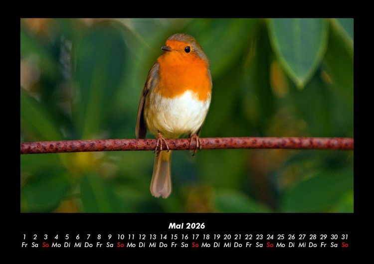 Produktbild: Welt der V&ouml;gel 2026 Fotokalender DIN A3