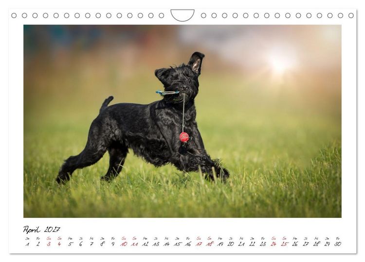Produktbild: Riesenschnauzer - Herz auf vier Pfoten (Wandkalender 2027 DIN A4 quer), CALVENDO Monatskalender